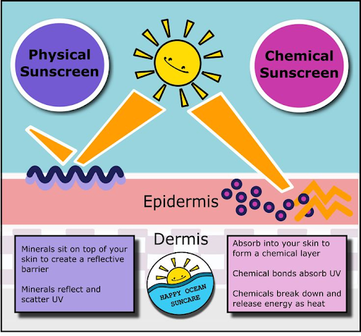 A comparison between physical and chemical sunscreens. 