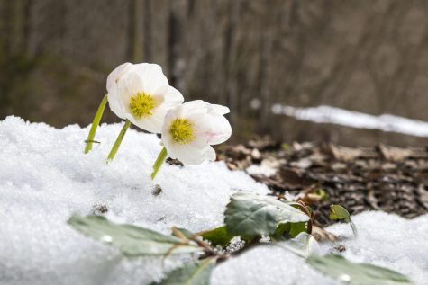 Flowers buried under spring snow