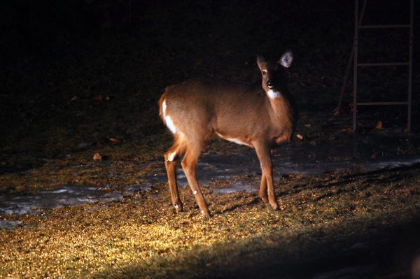 A deer in the headlights