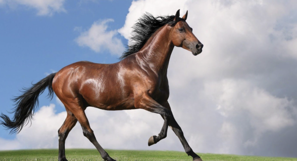 A magnificent horse