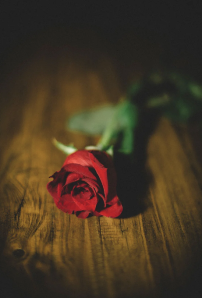 "Don't look at the roses"