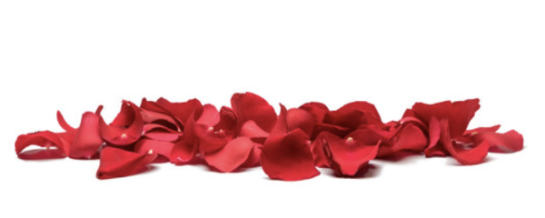 Rose Petals