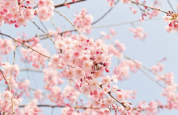 Spring Inspiration!