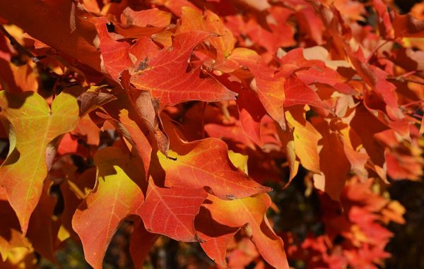 Its autumn time!