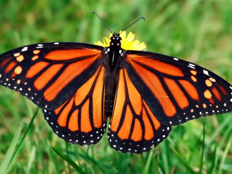 Monarch butterfly in the grass